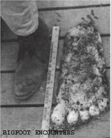 A plaster casting from an alleged Sasquatch footprint