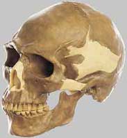 Reconstructed Cro-Magnon skull