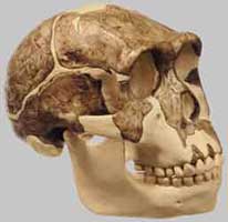 Reconstructed Homo erectus skull