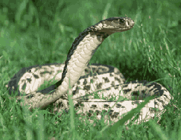 A coiled cobra snake on grass