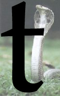 An illustration comparing a poised cobra and the minuscule letter t