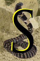 Letter S superimposed on a striking cobra