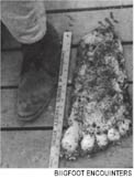 A plaster casting from an alleged Sasquatch footprint.